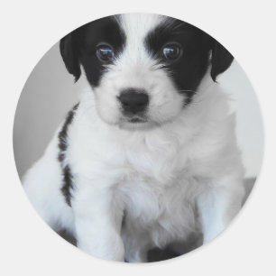 Sticker Rond adorable Chiot noir et blanc