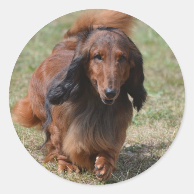 Sticker Rond Adorable Dachshund (Devant)