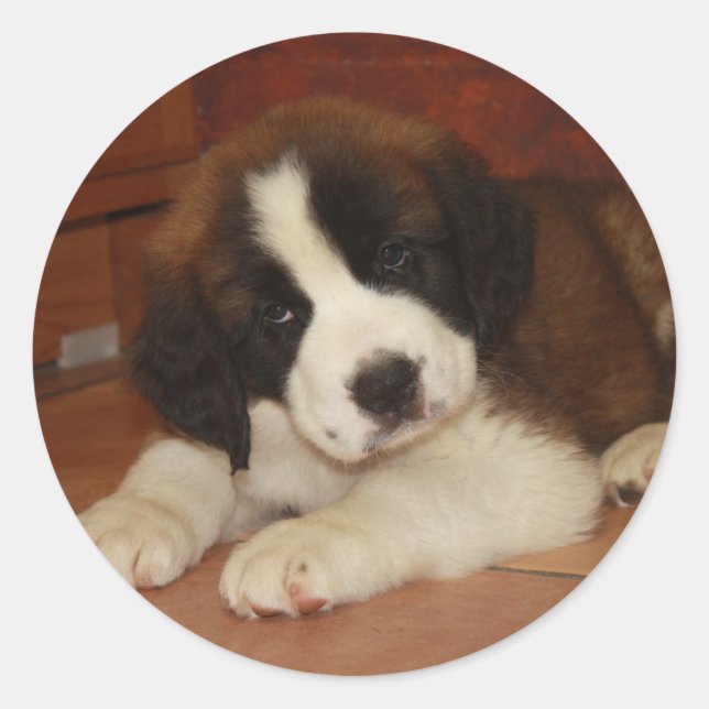 Sticker Rond Adorable et doux St. Bernard Puppy (Devant)