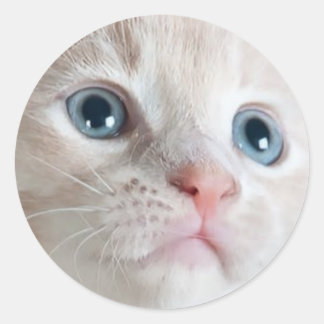 Sticker Rond Adorable Kitten