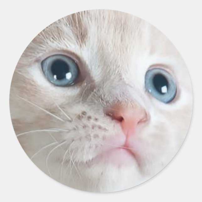 Sticker Rond Adorable Kitten  (Devant)