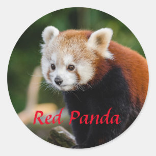 Sticker Rond Adorable photo Red Panda