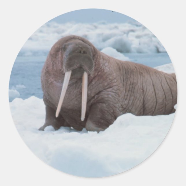 Sticker Rond Adorable Walrus (Devant)
