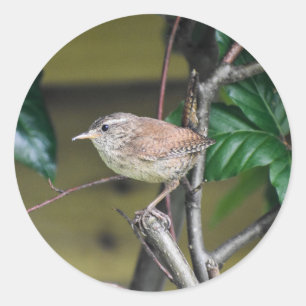 Sticker Rond Adorable Wren Perché Sur Un Bâton Dans La Haie 
