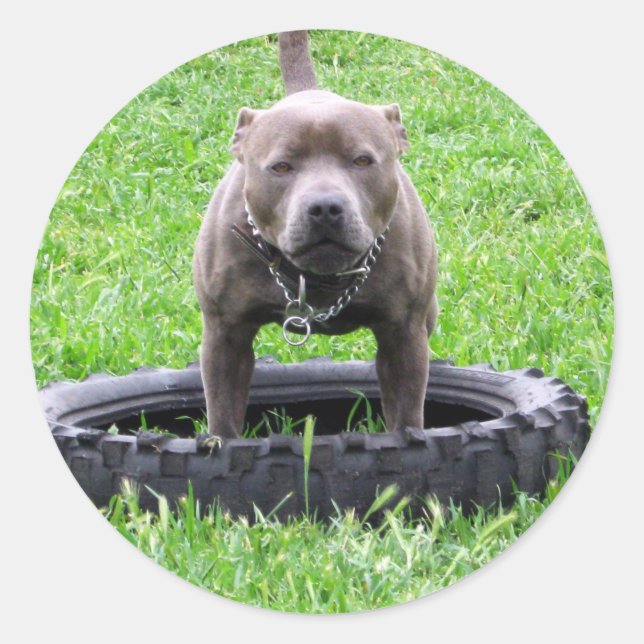 Sticker Rond Adulte Homme Staffordshire Terrier Prêt À Jouer, (Devant)