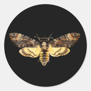 Sticker Rond african death head moth butterfly insect Acheronti