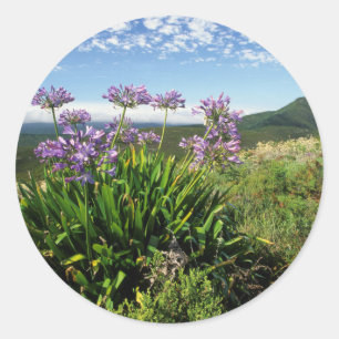 Sticker Rond African Lily (Agapanthus praecox), Mossel Bay
