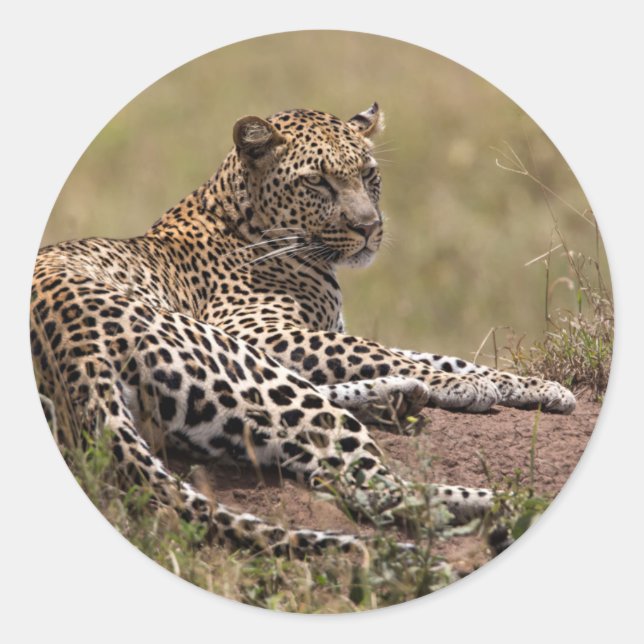 Sticker Rond Afrique, Tanzanie, Serengeti. Léopard (Devant)