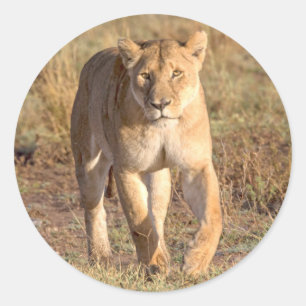 Sticker Rond Afrique, Tanzanie, Serengeti. Lion et lionne