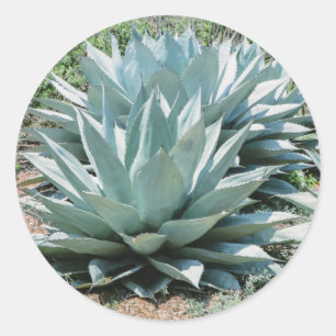 Sticker Rond Agave Succulent Plante Cactus Vert sauge