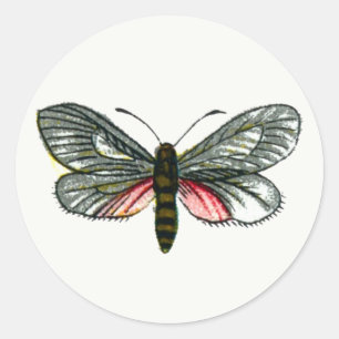 Sticker Rond Aglaope infausta - Skeletoniseur feuille amande K