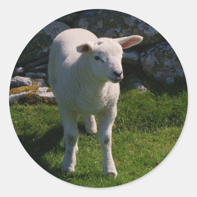 Sticker Rond Agneau (Devant)
