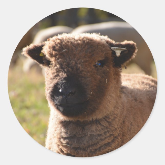 Sticker Rond Agneau à brebis du sud de la poupée (Devant)