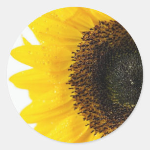 Sticker Rond Agrandir L'Image Du Tournesol