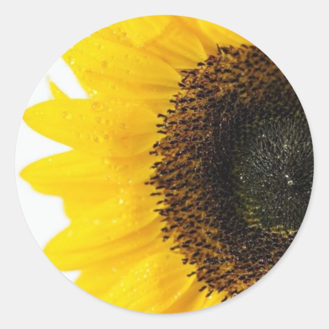 Sticker Rond Agrandir L'Image Du Tournesol (Devant)