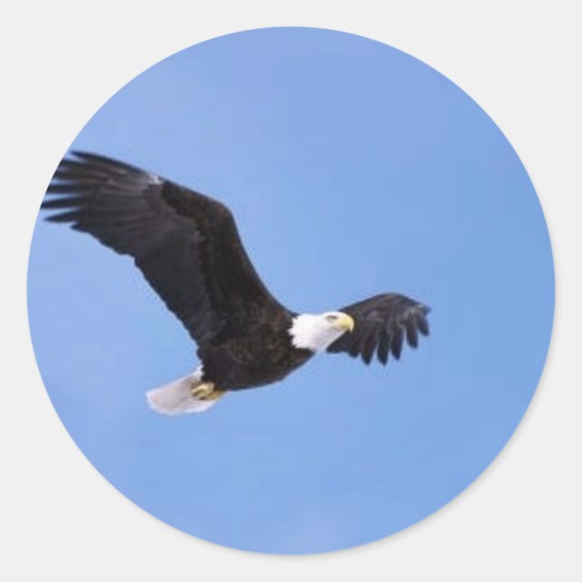 Sticker Rond Aigle (Devant)