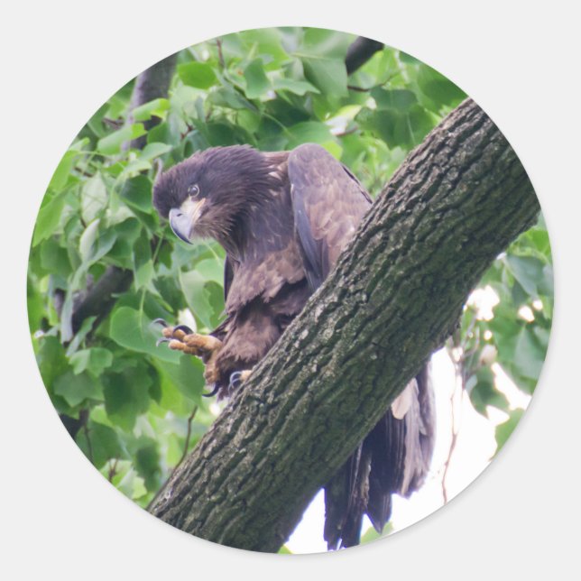 Sticker Rond Aigle à tête blanche juvénile (Devant)