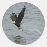 Aigle attrapant un poisson