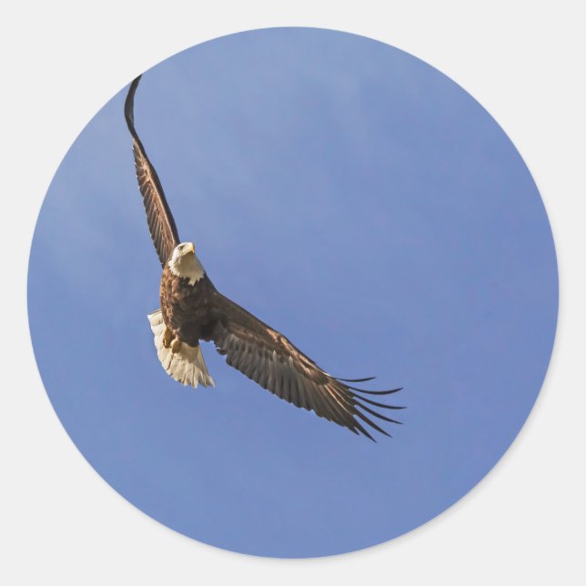 Sticker Rond Aigle chauve (Devant)