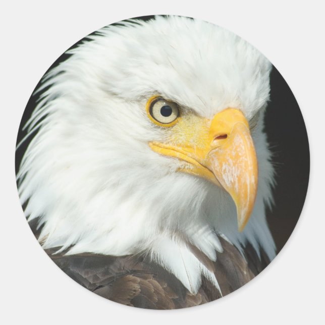 Sticker Rond Aigle de Bald (Devant)