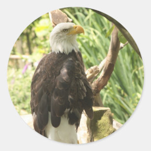 Sticker Rond Aigle de Bald