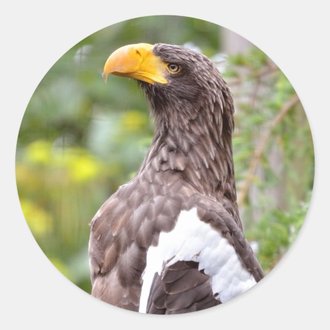 Sticker Rond Aigle de mer de Steller (Devant)