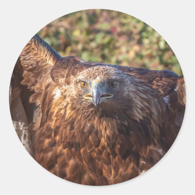 Sticker Rond aigle royal (Devant)