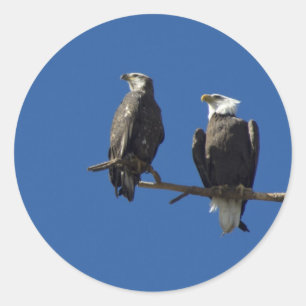 Sticker Rond Aigles chauds