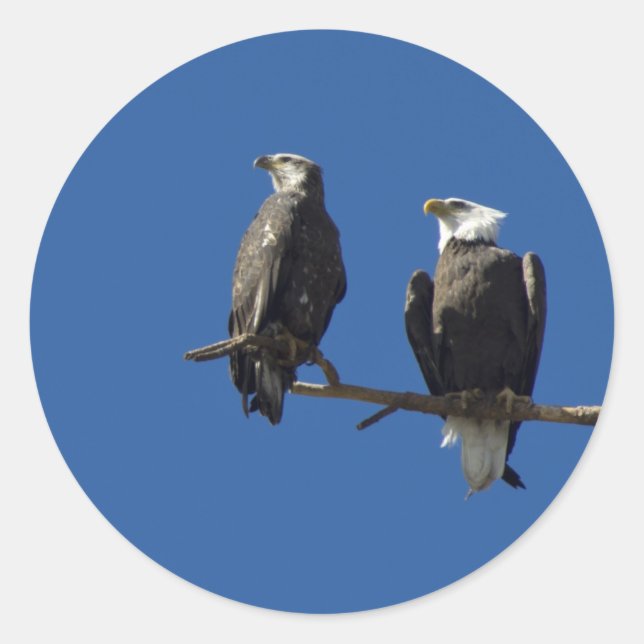 Sticker Rond Aigles chauds (Devant)