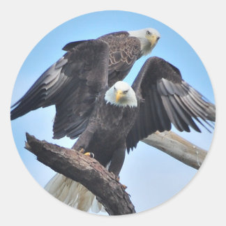 Sticker Rond Aigles chauds