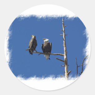 Sticker Rond Aigles chauds
