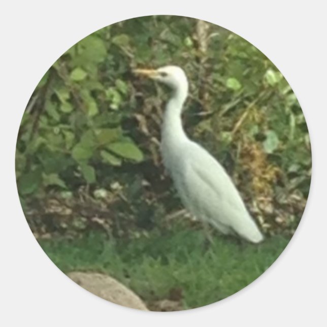 Sticker Rond Aigrette blanche (Devant)