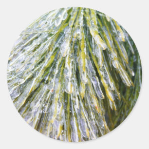 Sticker Rond Aiguilles de pin recouvert de glace Botanique hive