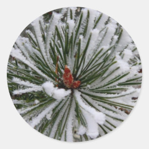 Sticker Rond Aiguilles de pin recouvertes de neige