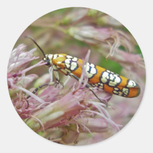 Sticker Rond Ailanthus Webworm Moth (Atteva punctella) Articles