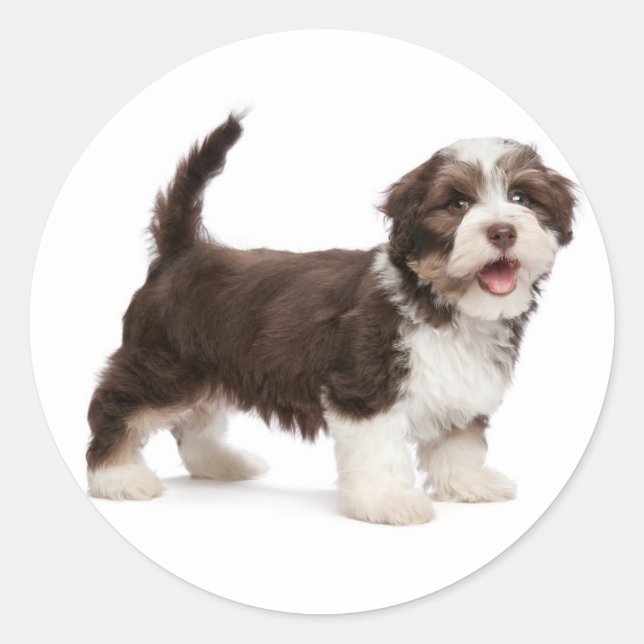 Sticker Rond Aimer Havanais Chocolat Chien Chien Chien Brown Bo (Devant)