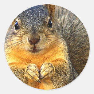 Sticker Rond Aimer l'écureuil_
