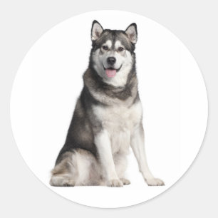 Sticker Rond Aimez Malamute d'Alaska Gris et Chien Noir