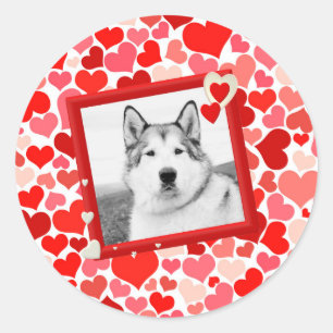 Sticker Rond Alaskan Malamute Chien Valentines Coeur