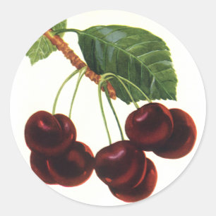 Sticker Rond Aliments de fruits vintage, cerises mûres d'un arb