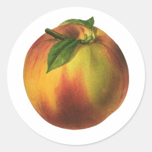 Sticker Rond Aliments Vintage Fruit, Pêche Biologique Mûre avec