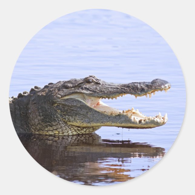 Sticker Rond Alligator (Devant)