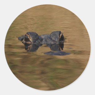 Sticker Rond alligator