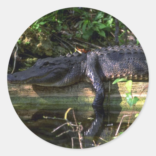 Sticker Rond Alligator après-midi, Everglades, Floride (Devant)