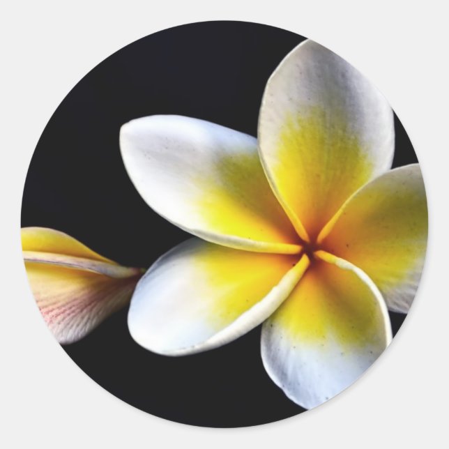 Sticker Rond Aloha Frangipani Hawaii Blossoms Plumerias (Devant)