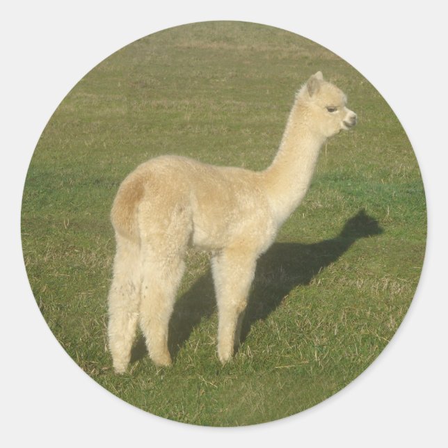 Sticker Rond Alpaca (Devant)
