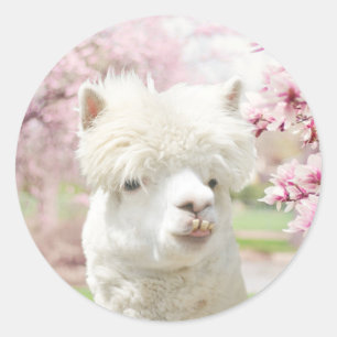 Sticker Rond Alpaca blanc
