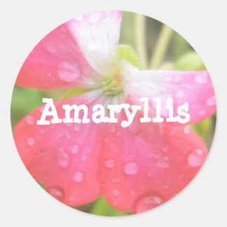Sticker Rond Amaryllis