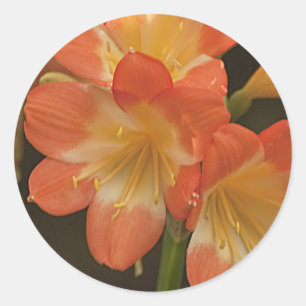 Sticker Rond Amaryllis 2