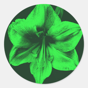 Sticker Rond Amaryllis vert